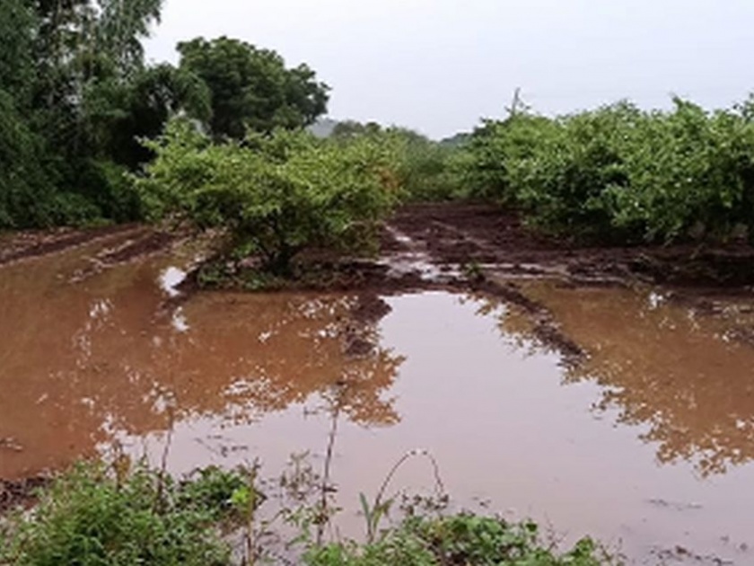 Outbreak of disease due to damaged crops in Shahada taluka | शहादा तालुक्यात नुकसान झालेल्या पिकांमुळे रोगाचा प्रादुर्भाव