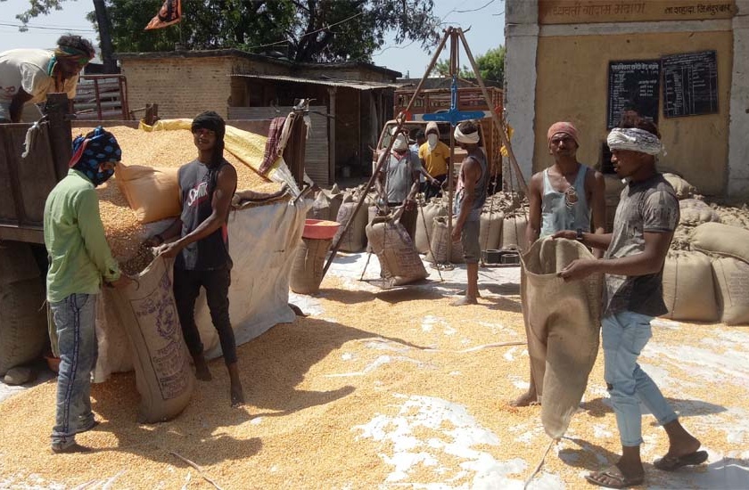Farmers are in trouble due to non-purchase of bajra | बाजरीची खरेदी होत नसल्याने शेतकरी अडचणीत