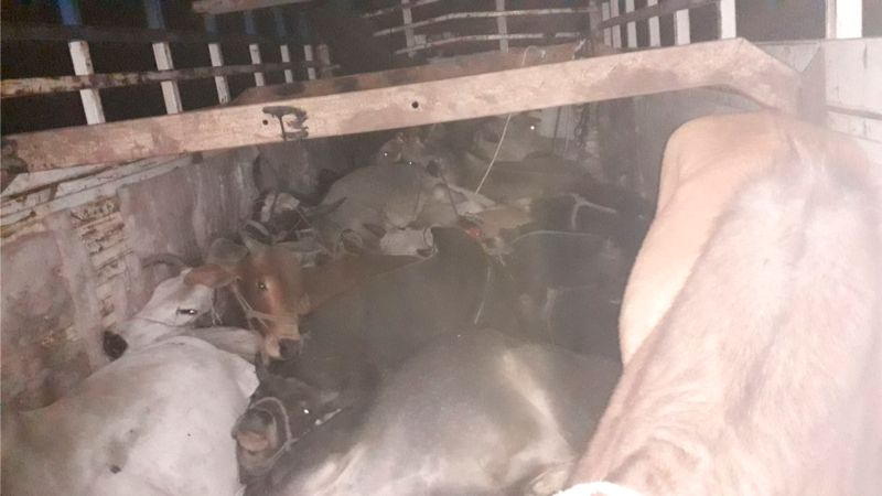 Illegal cattle transport truck leaves the driver in the pit | अवैध गोवंश वाहतुकीचा ट्रक खड्ड्यात सोडून चालक पसार