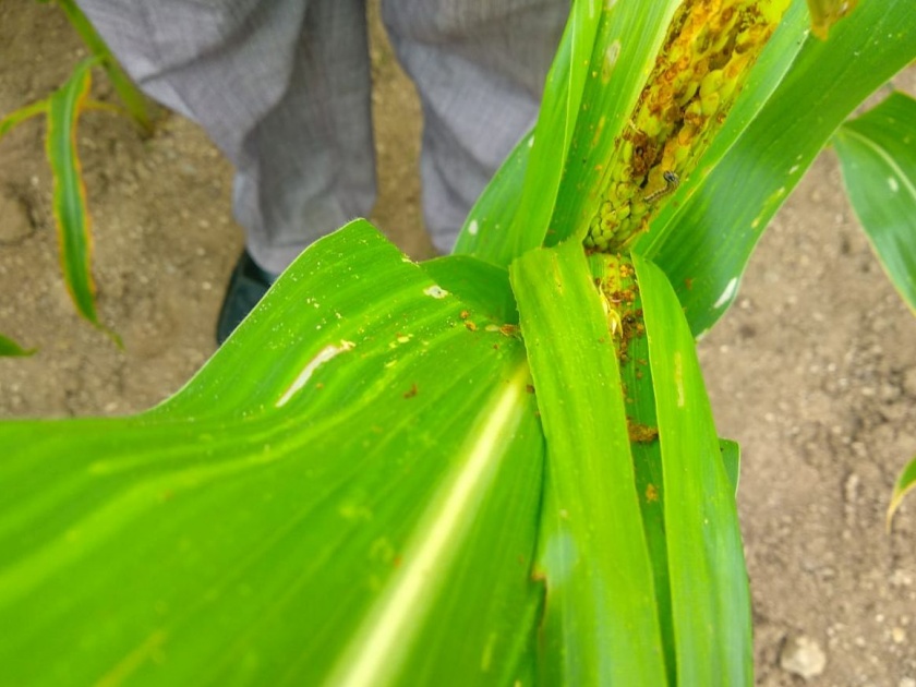 The prevalence of larvae in Chalisgaon reduced the growth of maize crop | चाळीसगावात अळ्याच्या प्रादुर्भावाने मका पिकाची वाढ खुंटली