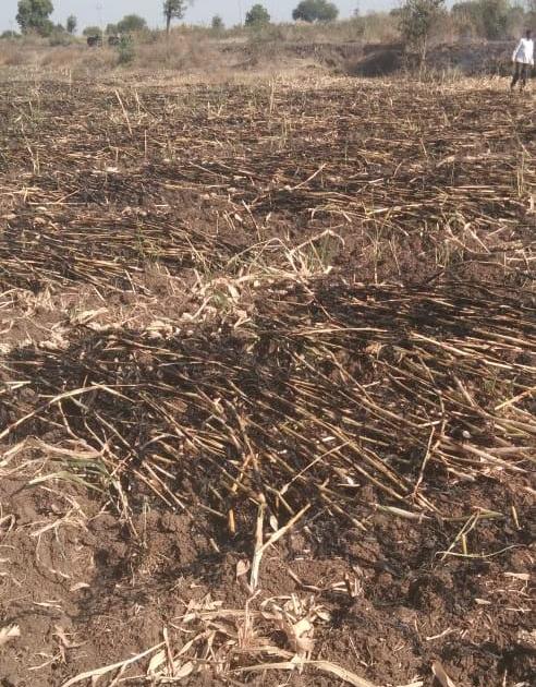 Farmer's Dadar crop burnt in Patonda | पातोंडा येथील शेतकऱ्याचे दादर पीक जळून खाक