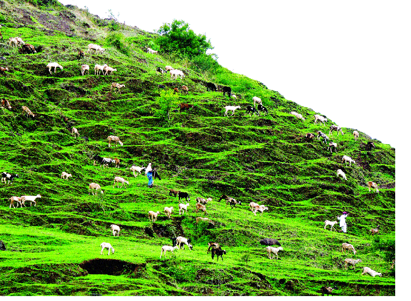 Looking at the green mountain, the sheep are happy | हिरवा डोंगर पाहून मेंढ्याही खूश