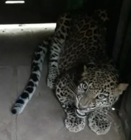 Nimgaon - Devpur in a leopard cage | निमगाव - देवपूरला बिबट्या पिंजऱ्यात