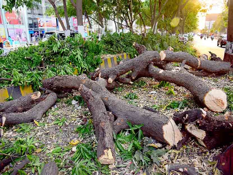Thane Municipal corporation gets approval for tree trunk proposals | ठाणो महापालिकेला वृक्ष तोडीच्या प्रस्तावांना दिलेली मंजुरी येणार अंगलट, दक्ष नागरीकाची उच्च न्यायालयात धाव