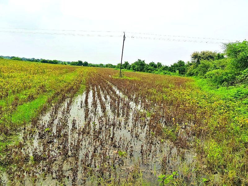 Return rains hit 3978 farmers in Washim district | परतीच्या पावसाचा वाशिम जिल्ह्यातील ३९७८ शेतकऱ्यांना फटका