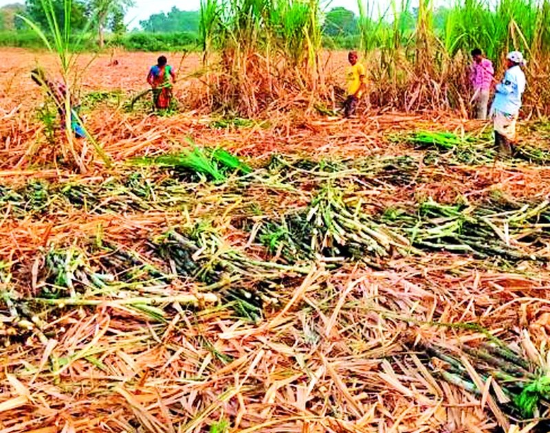 The area under sugarcane cultivation in the district has increased by one thousand hectares this year | जिल्ह्यात उसाचे लागवड क्षेत्र यंदा एक हजार हेक्टरने वाढले