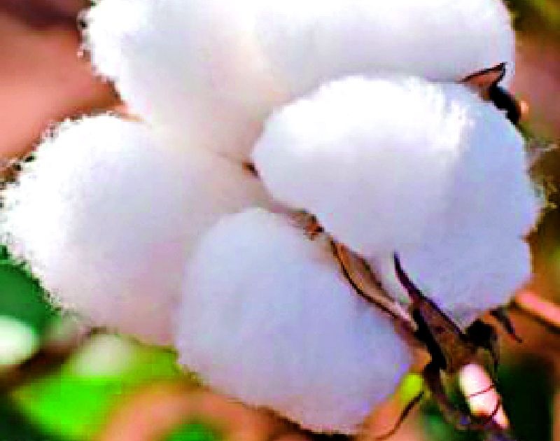 Confusion in buying cotton | कापूस खरेदीत गोंधळ