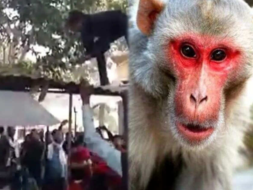 Monkey loot four lakh from elderly man and started throwing currency | VIDEO : माकड चार लाख रूपये असलेली बॅग घेऊन पळालं अन् झाडावरून पैशांचा पाऊस पाडू लागलं.....