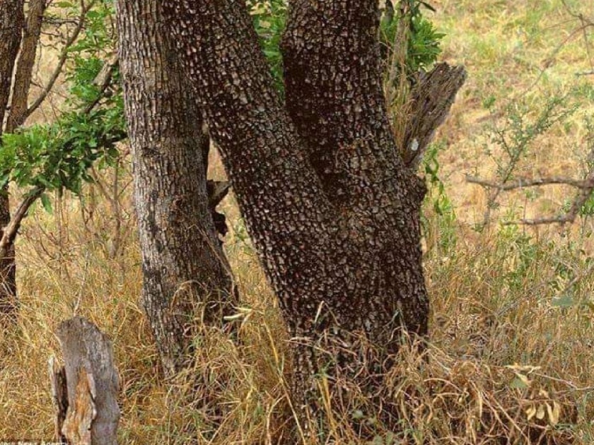 Can you find leopard in this pic goes viral | आबरा का डाबरा! 'या' फोटोतील लपलेला बिबट्या शोधून शोधून थकले लोक, बघा तुम्हाला तरी दिसतोय का?