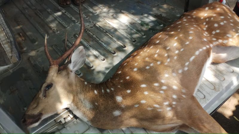 Accidental death of a deer frightened by a dog chase; Incidents in Yavatmal district | कुत्र्यांच्या पाठलागाने घाबरलेल्या हरणाचा अपघाती मृत्यू; यवतमाळ जिल्ह्यातील घटना