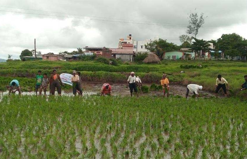 Kharif sowing on 129 lakh hectares in the state | राज्यात १२९ लाख हेक्टरवर खरिपाची पेरणी, भात लावणी अंतिम टप्प्यात