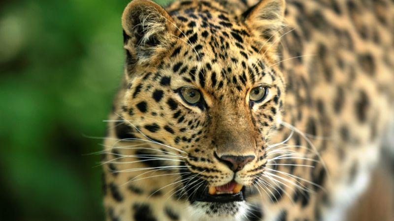 Leopard's body was found in Nagbhid forest area | नागभीड वनपरिक्षेत्रात बिबट्याचा मृतदेह आढळला
