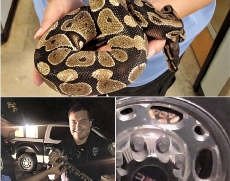 woman found 3 foot long python from her car tire police rescue him photos goes viral | कारच्या टायरमध्ये लपला होता अजगर, पाहून महिलेची चांगलीच उडाली भांबेरी 