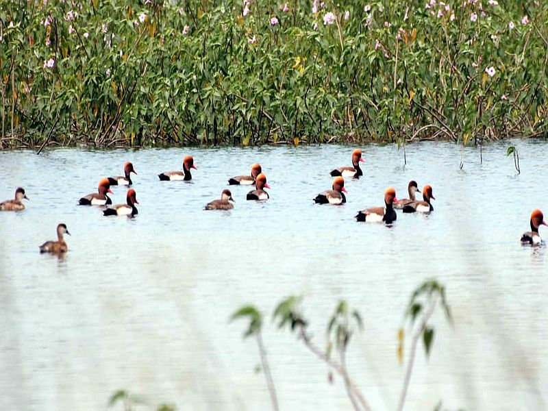Migratory birds flock to jalgaon | विदेशी पक्ष्यांच्या किलबिलाटाने पाणवठे बहरले