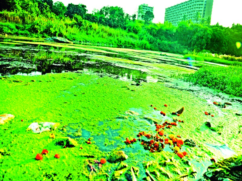  Revival of the Godavari river pollution petition | गोदावरी नदीच्या प्रदूषणाची याचिका पुनरुज्जीवित