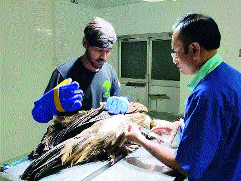  Rescue injured Vagara Ghats | वाघेरा घाटात जखमी गिधाड ‘रेस्क्यू’