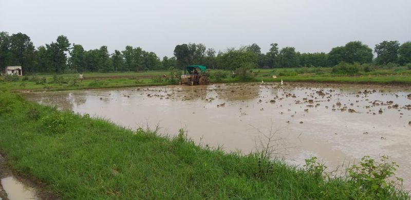 Rain in Vidarbha; Life disrupted, crops regenerated | विदर्भात संततधार; जनजीवन विस्कळित, पिकांना संजीवनी