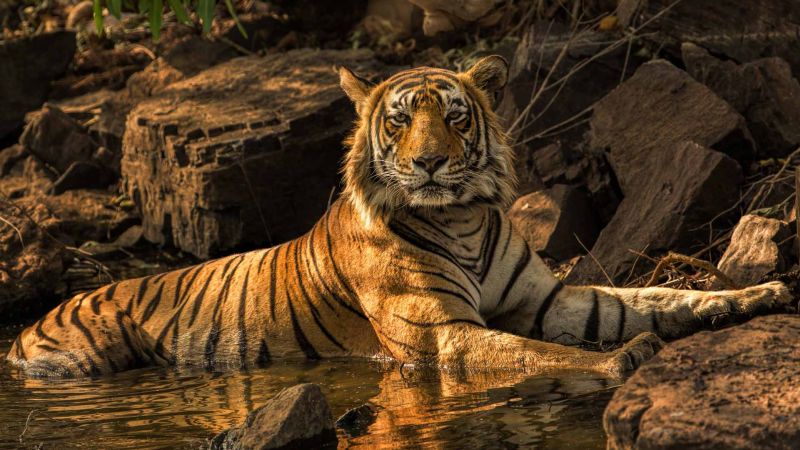 Tigers from Vidarbha will migrate to Sahyadri | विदर्भातील वाघांचे सह्याद्रीत होणार स्थलांतर