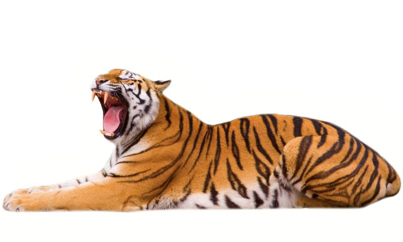Tiger killed villager in Brahmapuri forest | ब्रह्मपुरीच्या जंगलात वाघाच्या हल्ल्यात गावकरी ठार