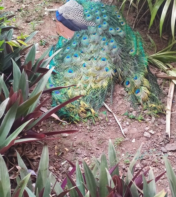 Peacock dies after hitting a tree at Shivaji University | शिवाजी विद्यापीठात झाडाला धडकून मोराचा मृत्यू