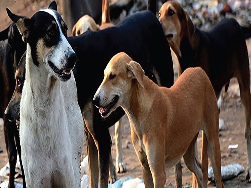 Dogs panic in Jambulpada, 15 people have taken bribe during a month | जांभुळपाड्यात कुत्र्यांची दहशत, महिनाभरात १५ जणांना कुत्र्याने घेतला चावा