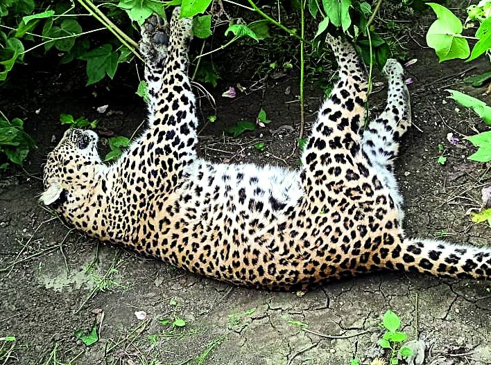 Suspicious death of leopard in Parshivani taluka of Nagpur district | नागपूर जिल्ह्यातील पारशिवनी तालुक्यात बिबट्याचा संशयास्पद मृत्यू