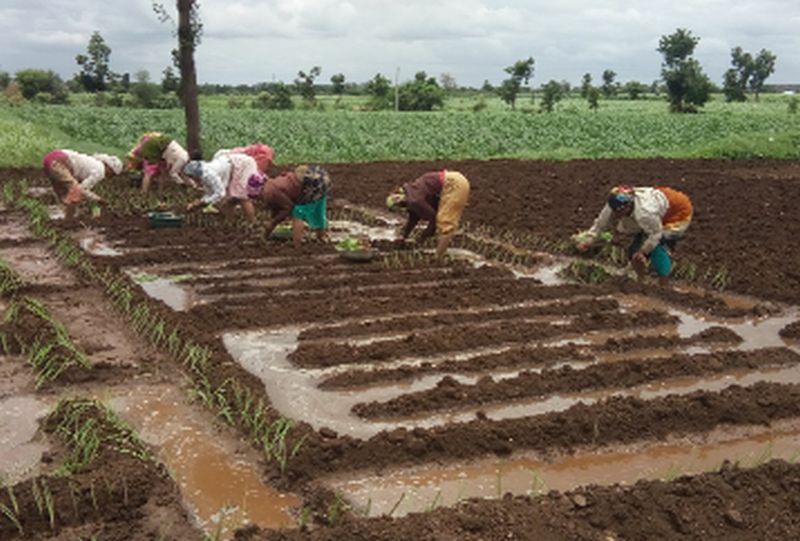 Decrease in cultivation of onions despite rains | पाऊस होऊनही कांदे लागवडीत घट