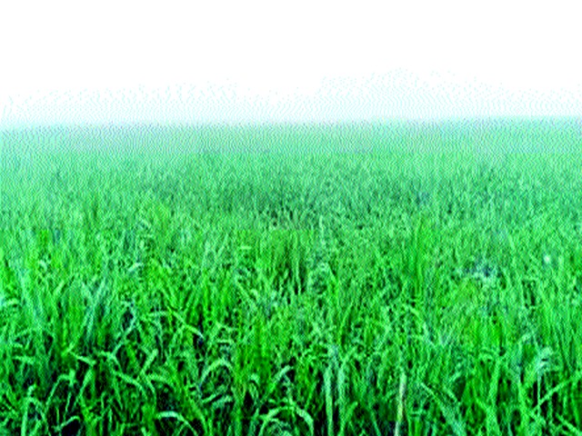 Impact of changing climate on rabi crops | बदलत्या हवामानाचा रब्बी पिकांवर परिणाम