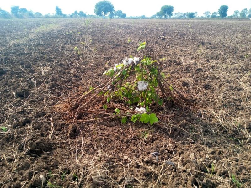 'Rotwaters' turned on five acres of cotton! | पाच एकर कपाशीवर फिरवला ‘रोटाव्हेटर’!