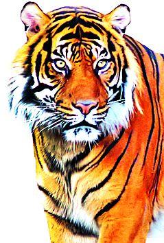 Repeated tiger appearance | पुन्हा वाघाचे दर्शन, कालवड फस्त