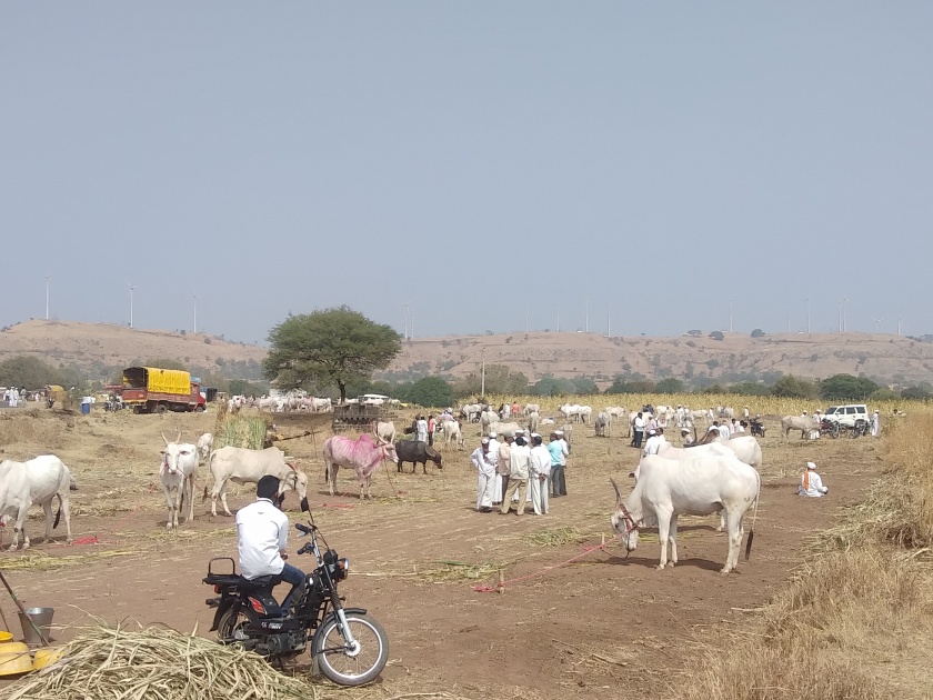 Thousands of cattle enter the Aundh market, lakhs of turnover | औंधच्या बाजारात दहा हजार जनावरे दाखल, लाखोंची उलाढाल