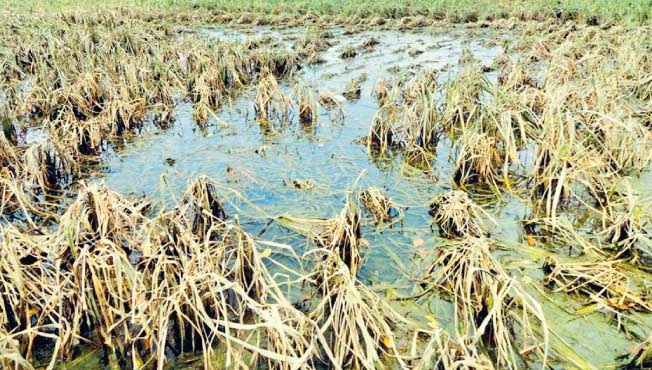 Declare a wet drought by panchnama | जिल्ह्यात अतिवृष्टीमुळे भातशेतीचे नुकसान, ओला दुष्काळ जाहीर करा
