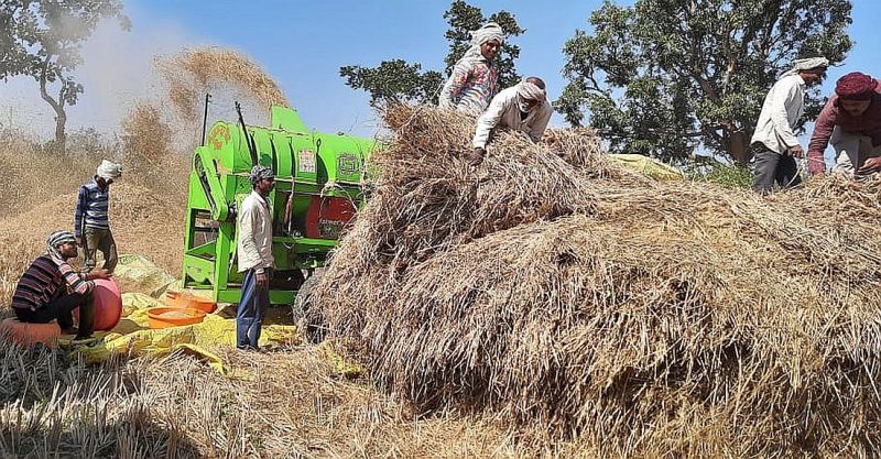 Paddy growers in Bhandara district in crisis due to nature's curvature | निसर्गाच्या वक्रदृष्टीने भंडारा जिल्ह्यातील धान उत्पादक संकटात