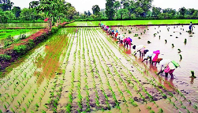 Heavy rains speed up paddy transplanting | दमदार पावसाने धान रोवणीला वेग