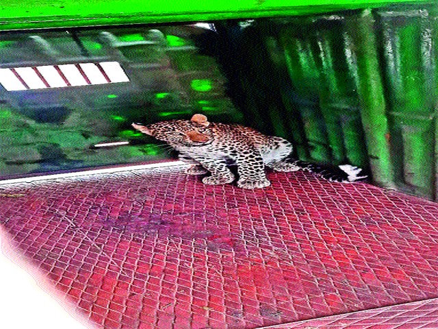 Leopards captured at Taru Khedle | तारु खेडले येथे बिबट्या जेरबंद