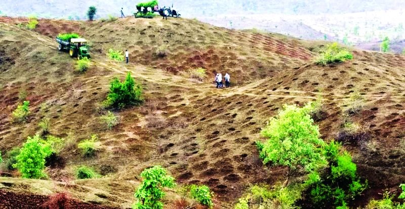 Buldana: Prepare patholes for tree plantation | बुलडाणा: वृक्षारोपणासाठी ९५ लाखावर खड्डे सज्ज