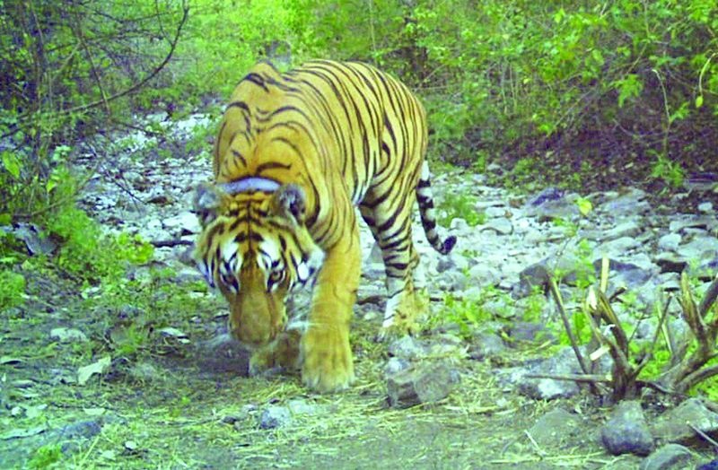 Tiger corridor; The problem of forest village rehabilitation | 'टायगर कॉरिडॉर'ला चालना; वन ग्राम पुनर्वसनाची समस्या