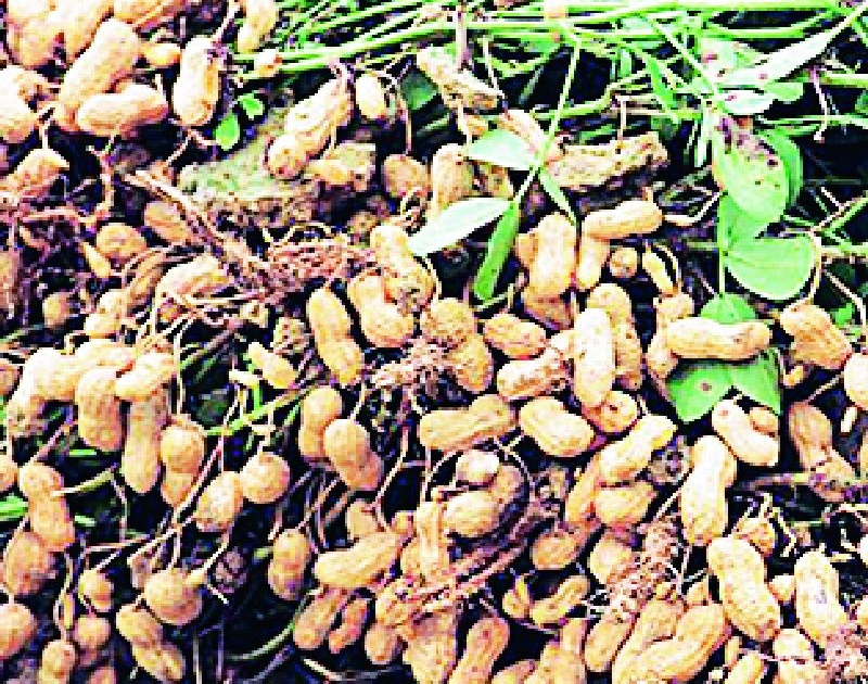 Production of ten lakhs from summer groundnut | उन्हाळी भुईमुगातून दहा लाखांचे उत्पादन