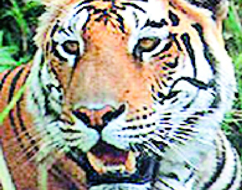 That 'mystery of the death of Tiger | त्या' वाघिणीच्या मृत्यूचे गूढ कायमच