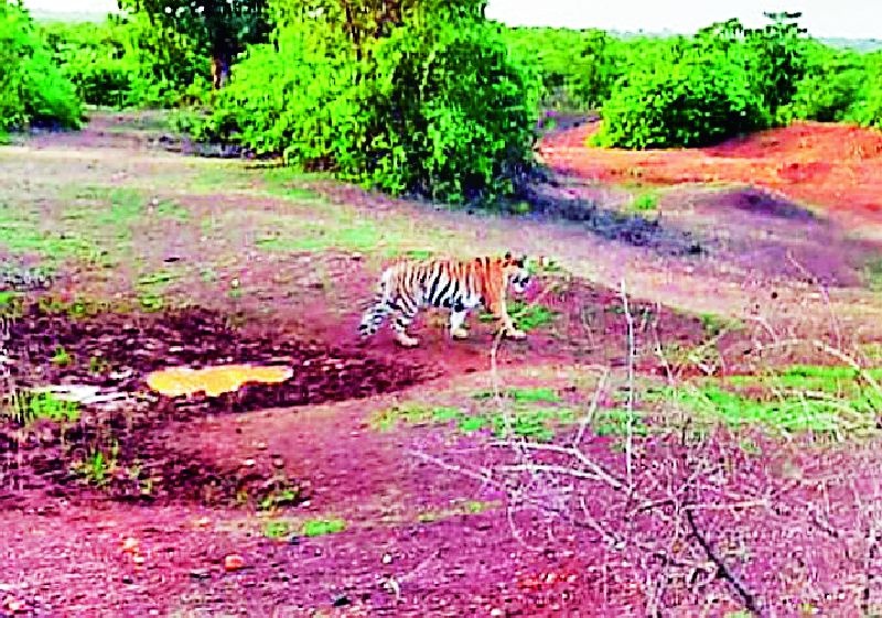 The terror of the tiger increased | वाघाची दहशत वाढली