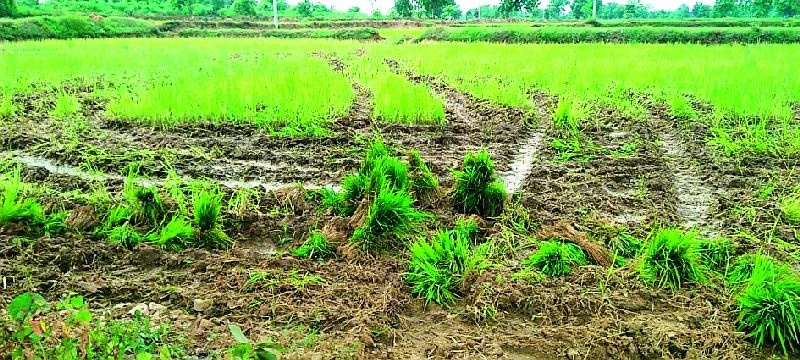 Due to lack of planting of paddy, the farm lands became dry | धानपिकाच्या रोवणीअभावी शेतजमिनी झाल्या कोरड्या