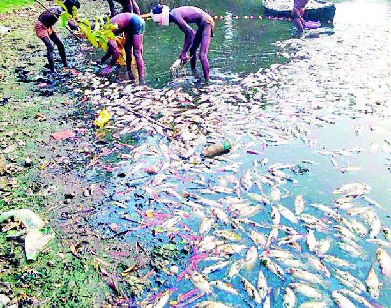 Thousands of fish in the Risama lake die | रिसामा तलावातील हजारो माशांचा मृत्यू