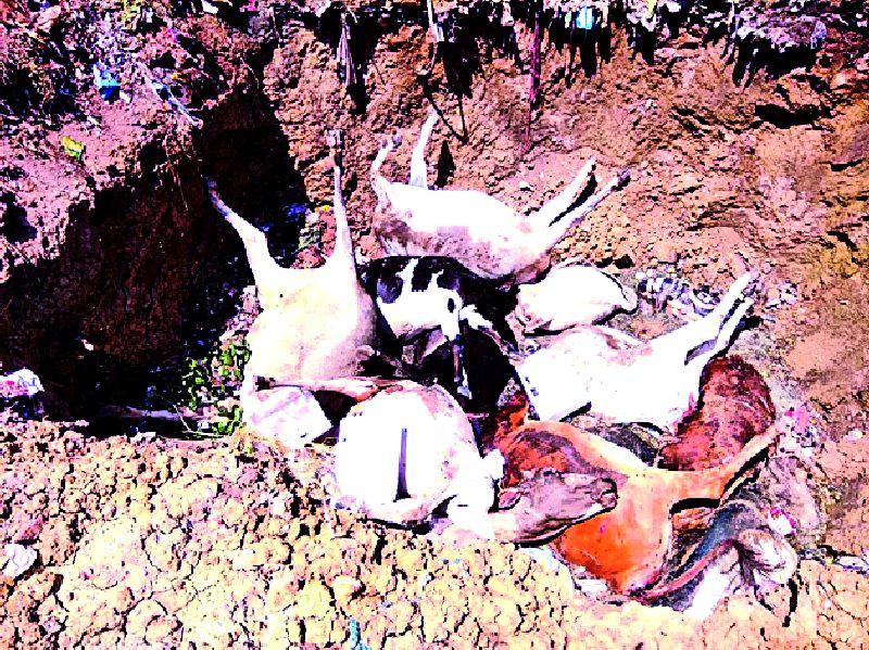 Nine cows found dead | मृतावस्थेत मिळाल्या नऊ गायी