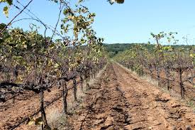 Due to the change in the environment, the vines can be scorched | वातावरणातील बदलाने द्राक्षमण्यांना तडे जाण्याची भीती