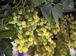 Grape growers in financial crisis | द्राक्ष उत्पादक आर्थिक संकटात