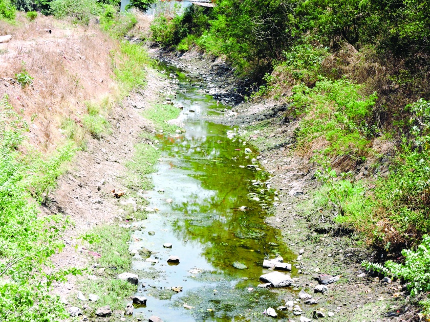 Garbage irrigation, chaos management, in the loose canals | फुटक्या कालव्यांतून गाजरगवताचे सिंचन, अनागोंदी कारभार