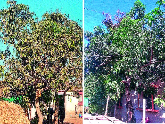 Impact on mango production | आंबा उत्पादनावर परिणाम