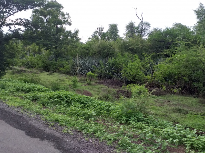 Bahrali Vanrai near Meshi-Dongargaon road | मेशी-डोंगरगाव रस्त्यालगत बहरली वनराई