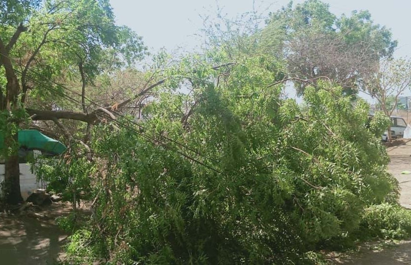 Trees fell on power lines in Gurukulnagar | गुरुकूलनगरात वीज तारांवर झाड कोसळले