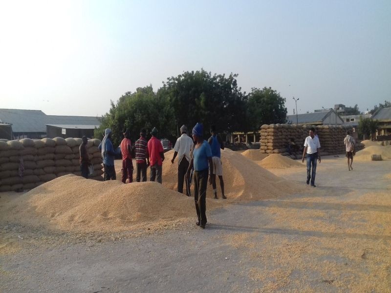  Wheat Massive Arrivals at Pachora Market Committee | पाचोरा बाजार समितीत मक्याची प्रचंड आवक